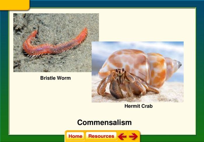 Bristle worm and hermit crab