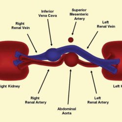 Renal artery duplex cpt code