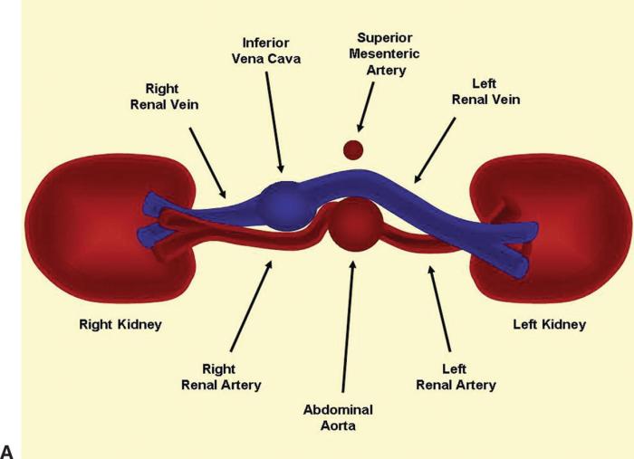 Renal artery duplex cpt code