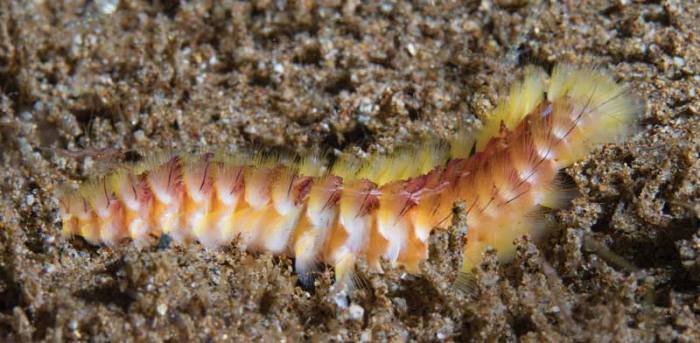 Bristle worm and hermit crab