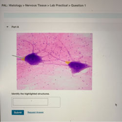 Histology