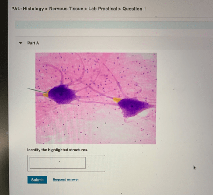 Histology