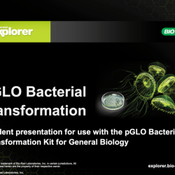 Bio rad pglo transformation manual