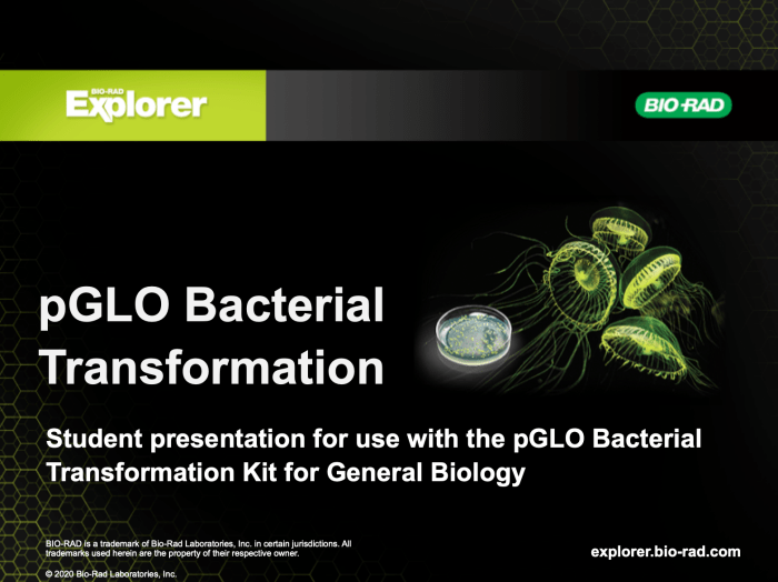 Bio rad pglo transformation manual