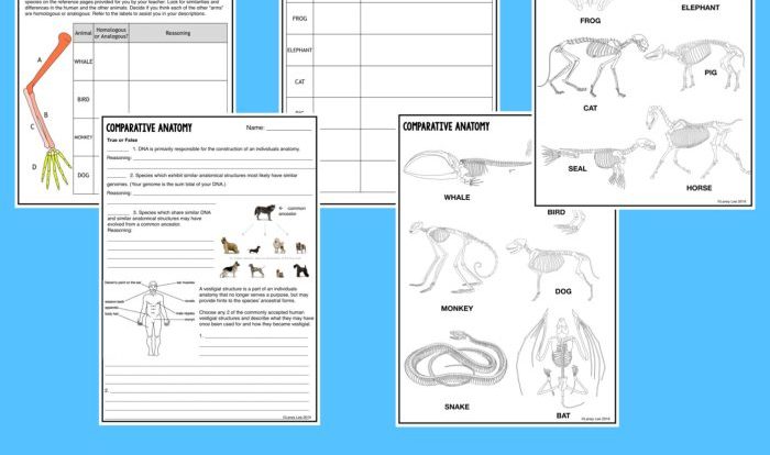 Structures evolution homologous station worksheet questions evidence vestigial analogous