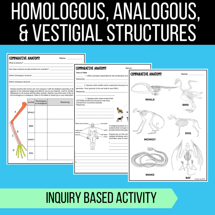 Homologous analogous and vestigial structures worksheet