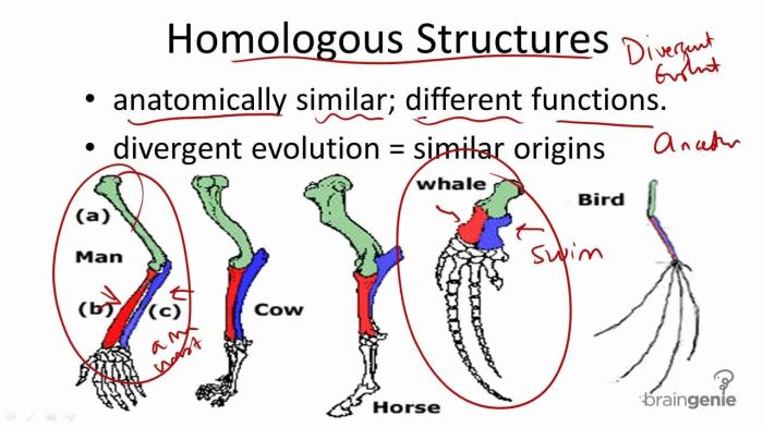 Homologous analogous and vestigial structures worksheet